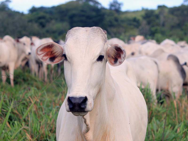 Rebanho bovino e produção de ovos batem recorde em 2021, diz IBGE