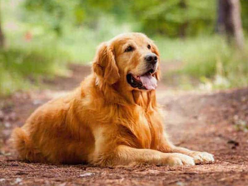 Cães são capazes de identificar estresse do dono pelo cheiro, diz estudo