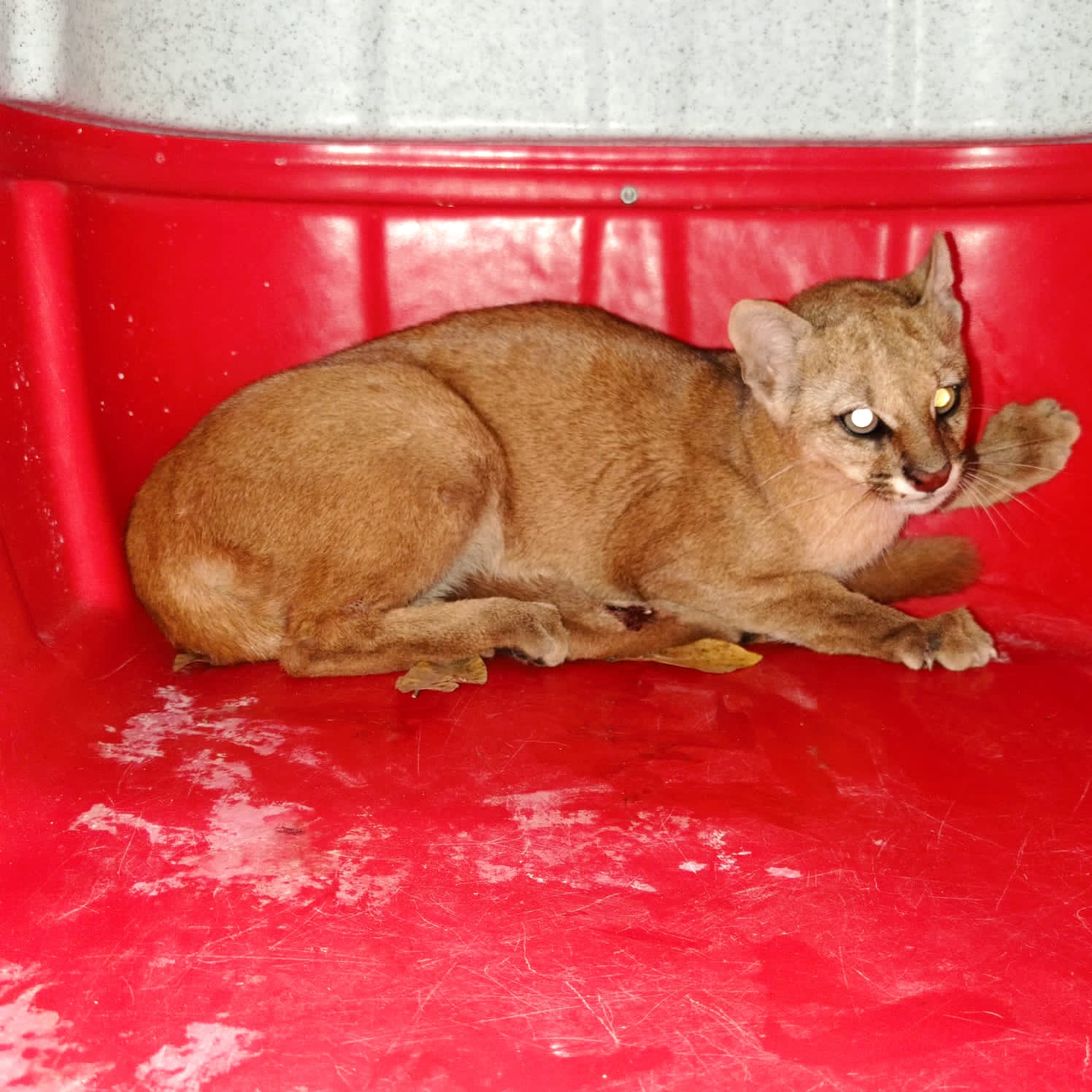 Polícia Ambiental resgata gato mourisco atropelado em Várzea Alegre