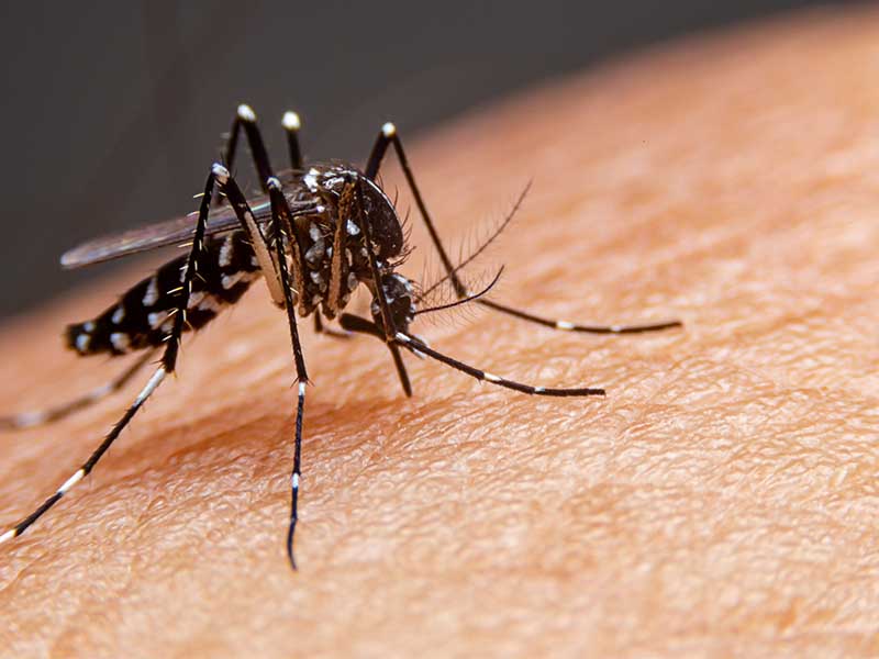 Casos de dengue no Brasil crescem quase 185% neste ano