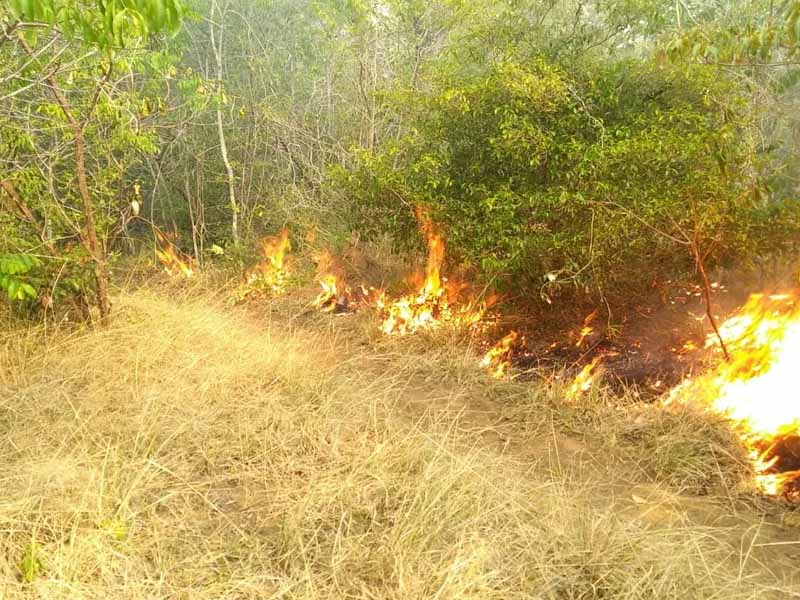 MPCE discute com Ibama estratégias para prevenir e combater incêndios florestais no Ceará
