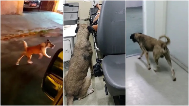 Cão segue ambulância que socorria a tutora e a acompanha em hospital: ‘Ele nunca me abandona