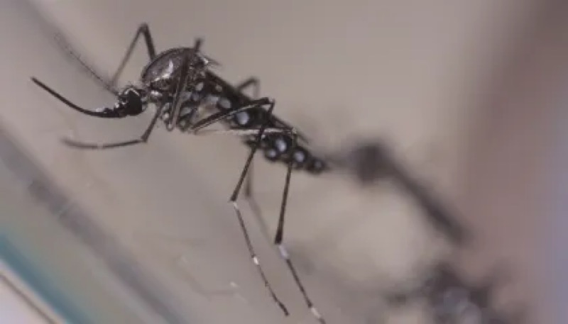 Campanha de combate ao Aedes aegypti custará R$ 15 milhões