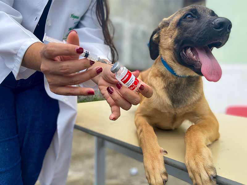 Juazeiro do Norte realiza vacinação antirrábica neste sábado, 26