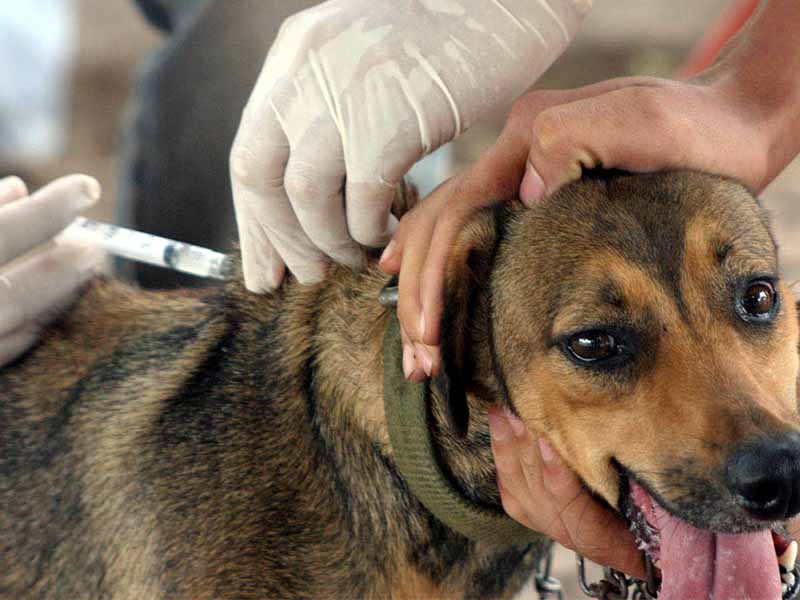 Vacinação antirrábica chega à zona rural de Juazeiro do Norte com equipe volante