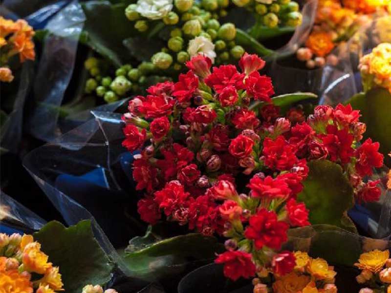 Festival das flores de Holambra volta ao Crato; saiba detalhes