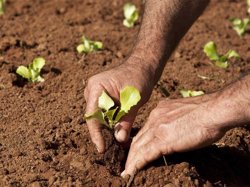 Novo Cadastro Nacional da Agricultura Familiar (CAF) passa a valer a partir desta terça-feira (1º)