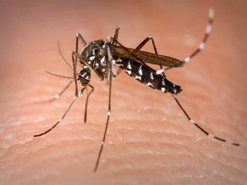Vacina contra a dengue do Butantan atinge eficácia de 79,6%