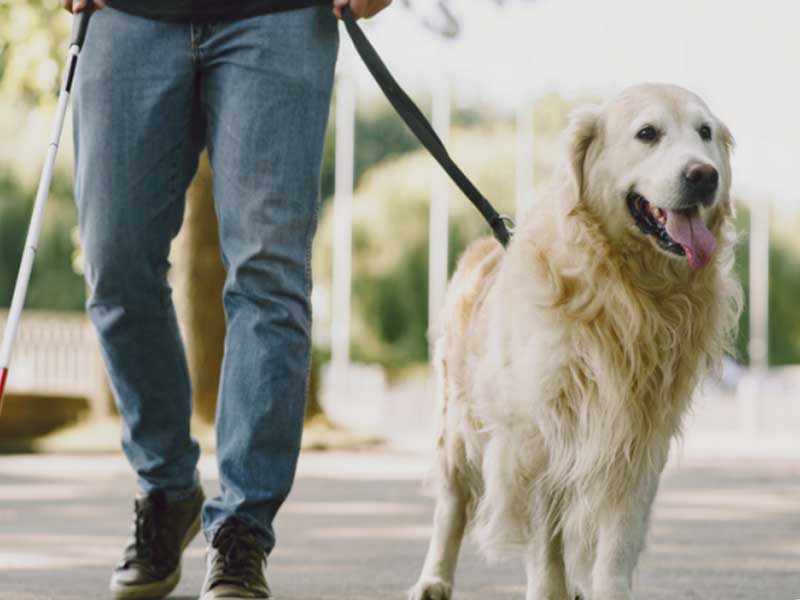 Projeto regulamenta as profissões de treinador de cão-guia e de instrutor de mobilidade