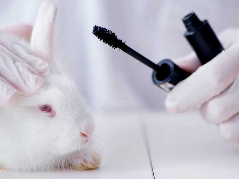 Aprovada proibição de uso de animais em testes para cosméticos