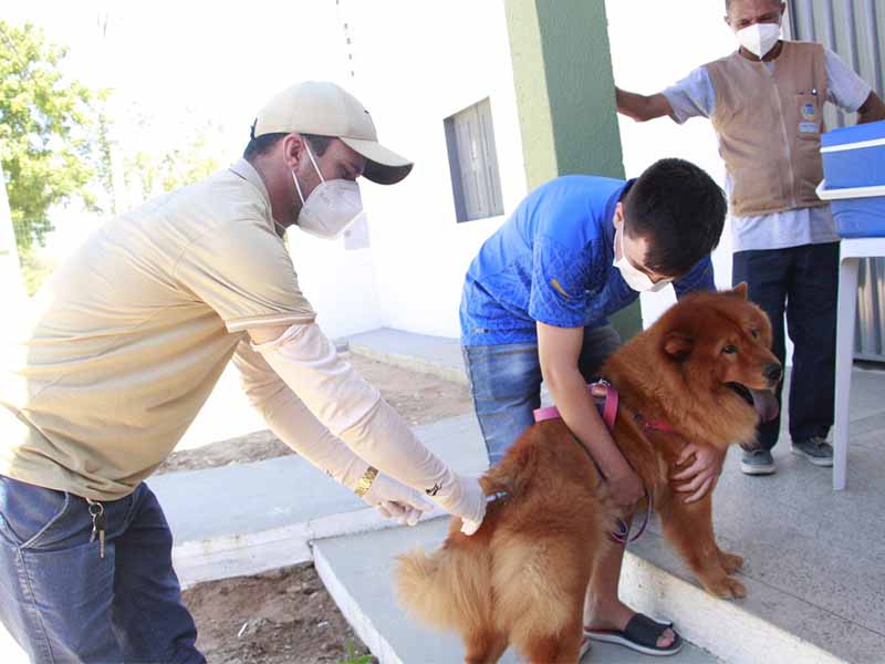 Campanha de vacinação antirrábica atingiu quase 8 mil animais em Barbalha