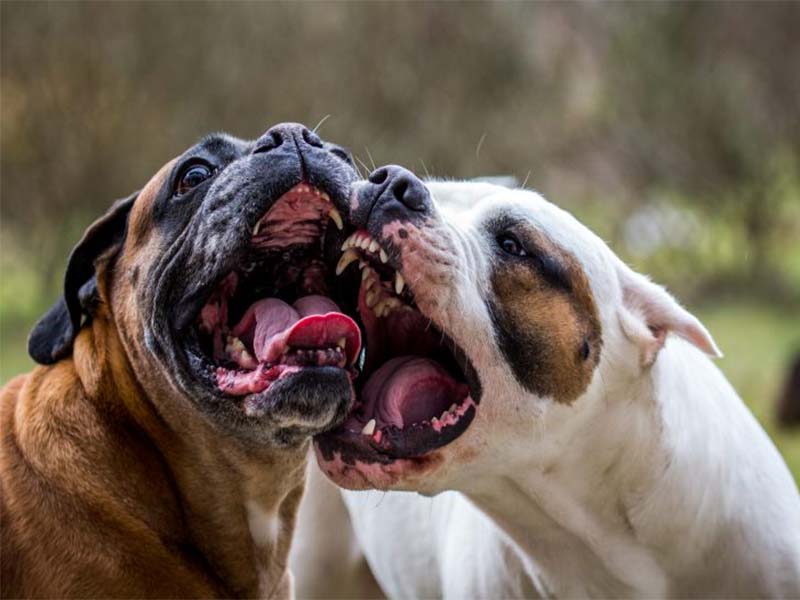 Projeto proíbe o aluguel de animais e estabelece pena de detenção de até um ano  Fonte: Agência Câmara de Notícias