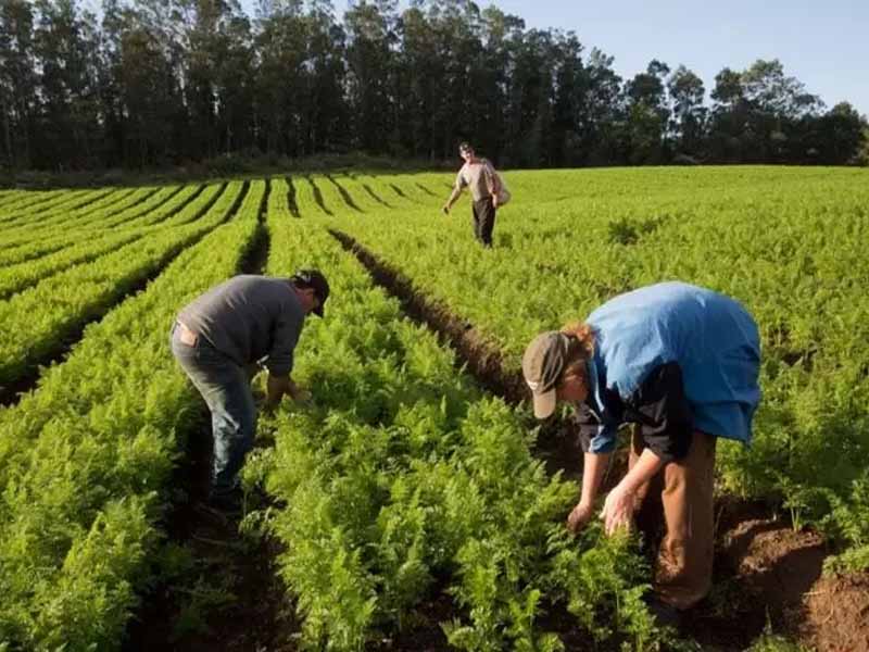 Lula deve assinar MPs do Bolsa Família e de programa de agricultura familiar na semana que vem