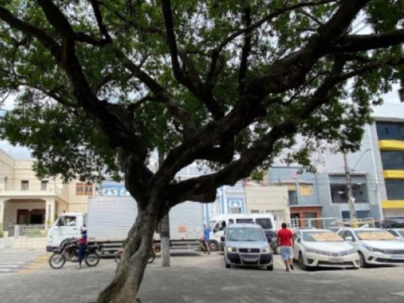 Prefeitura de Juazeiro do Norte realiza remoção de árvores em risco