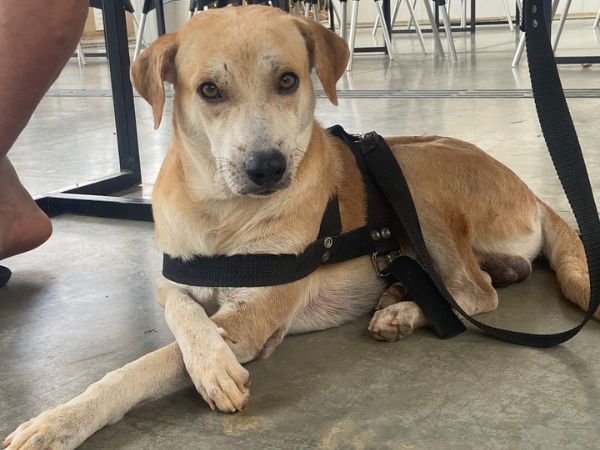 Juazeiro do Norte inicia castração gratuita de animais; saiba como solicitar o serviço
