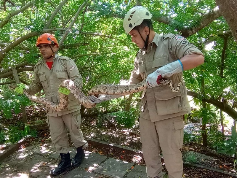 Jiboia de 2 metros é encontrada em árvore em Santana do Cariri