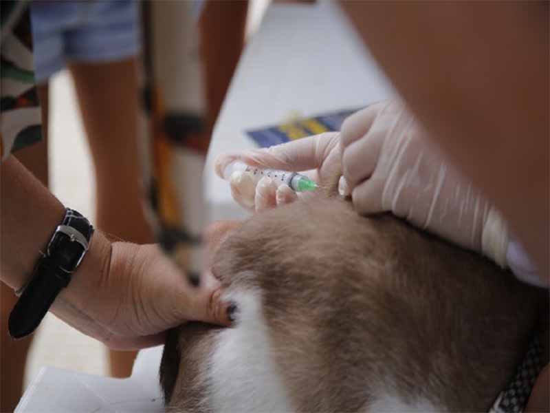 Juazeiro realiza vacinação antirrábica