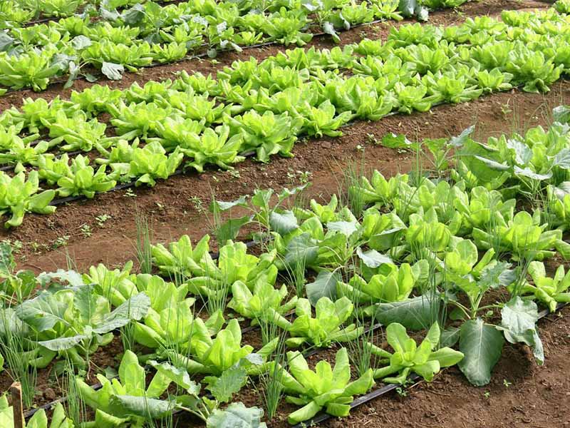 Brasil terá programa nacional para produção de alimentos saudáveis