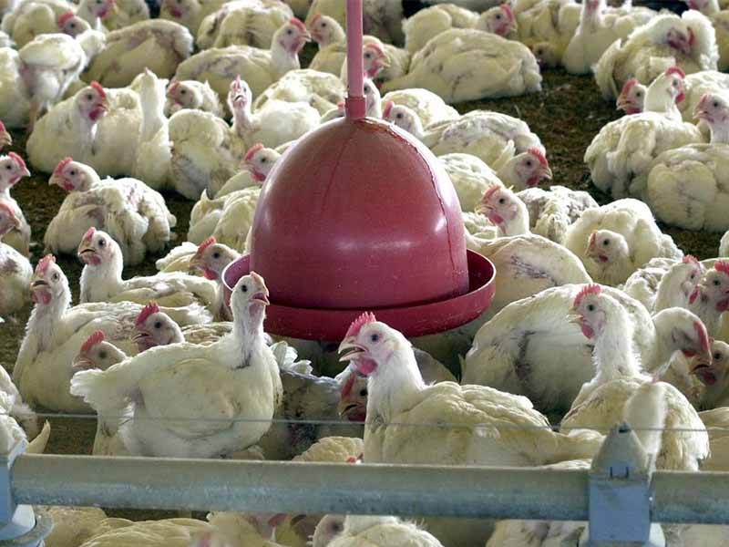 Ministério suspende feiras de aves para evitar gripe aviária no país