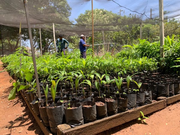 Juazeiro do Norte: Campanha incentiva troca de garrafas pets por plantas