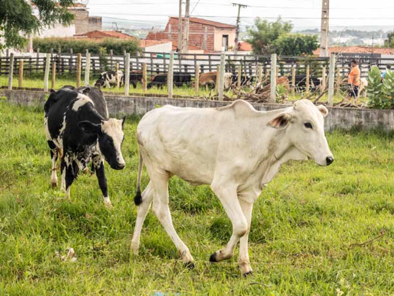 Juazeiro do Norte promove mais uma edição da Feira do Boi