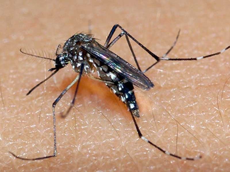Conheça a diferença entre os sintomas de dengue e de chikungunya