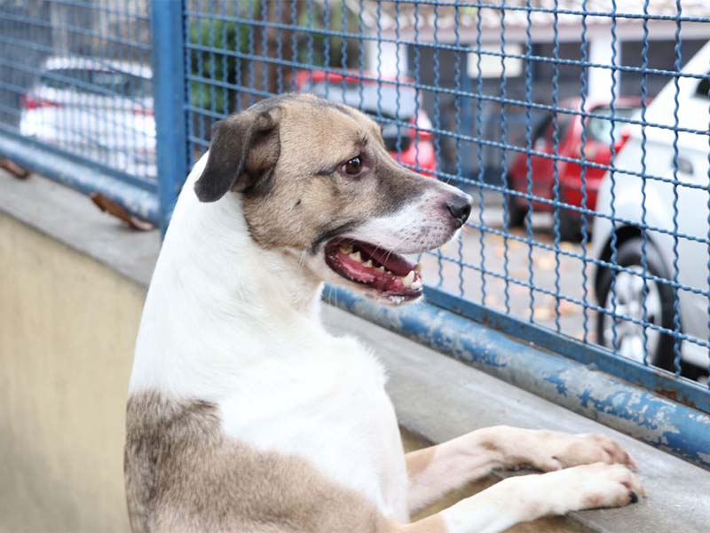 Câmara aprova projeto que incentiva a adoção de animais