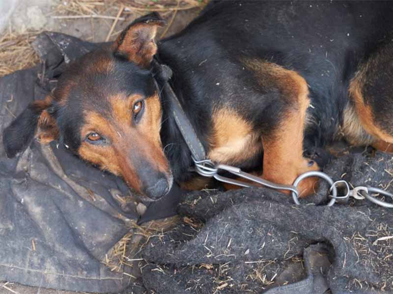 Projeto propõe criação de delegacias especializadas em proteção animal