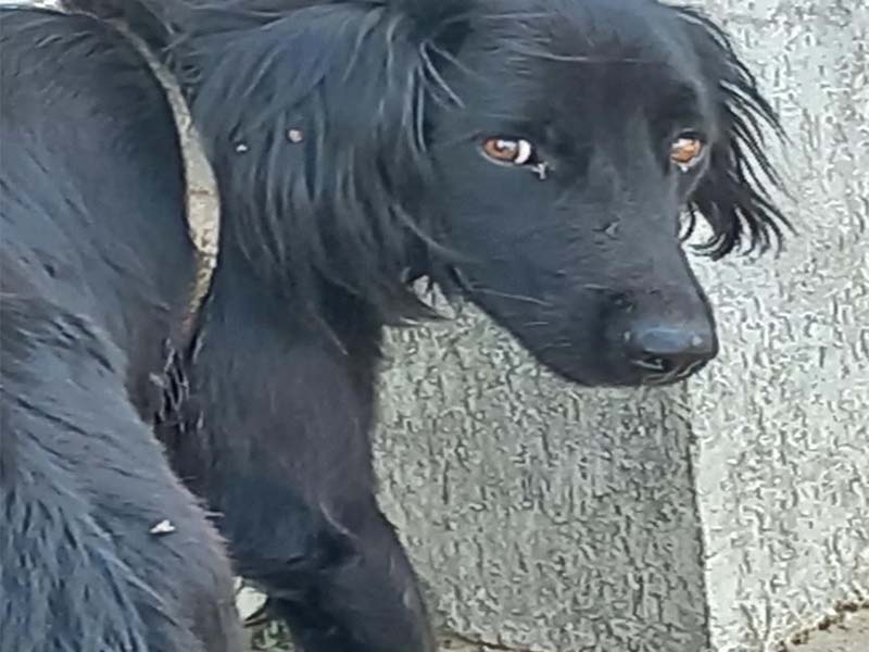 Crueldade: Cachorro é encontrado morto enforcado no matadouro de Lavras da Mangabeira