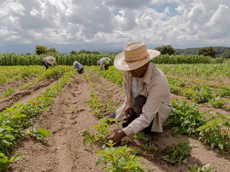 FAO: trabalhadoras do campo recebem 20% a menos que os homens