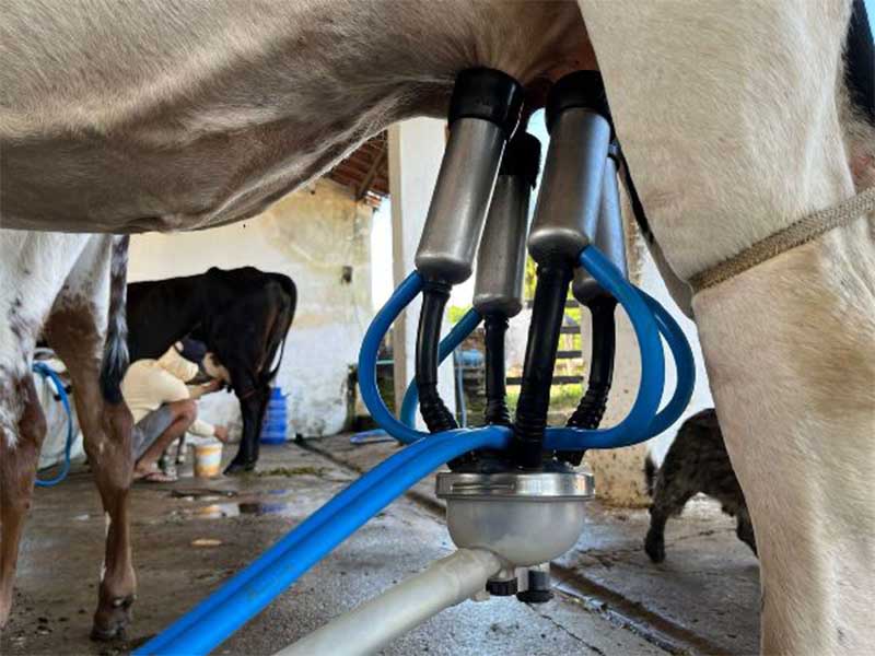 Melhoramento genético do Crato impacta na produção leiteira