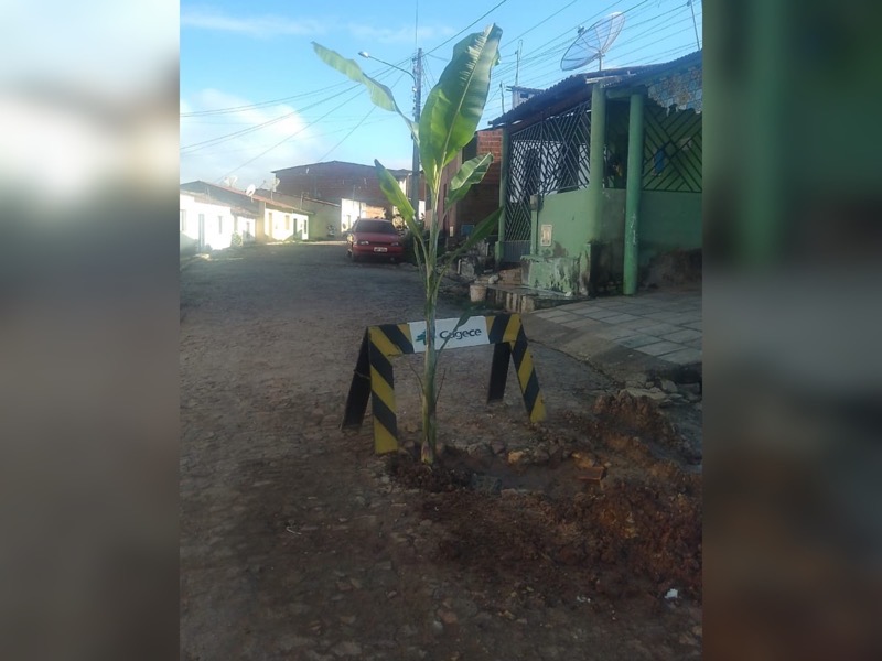 Revoltada com buraco, população planta bananeira em Santana do Cariri
