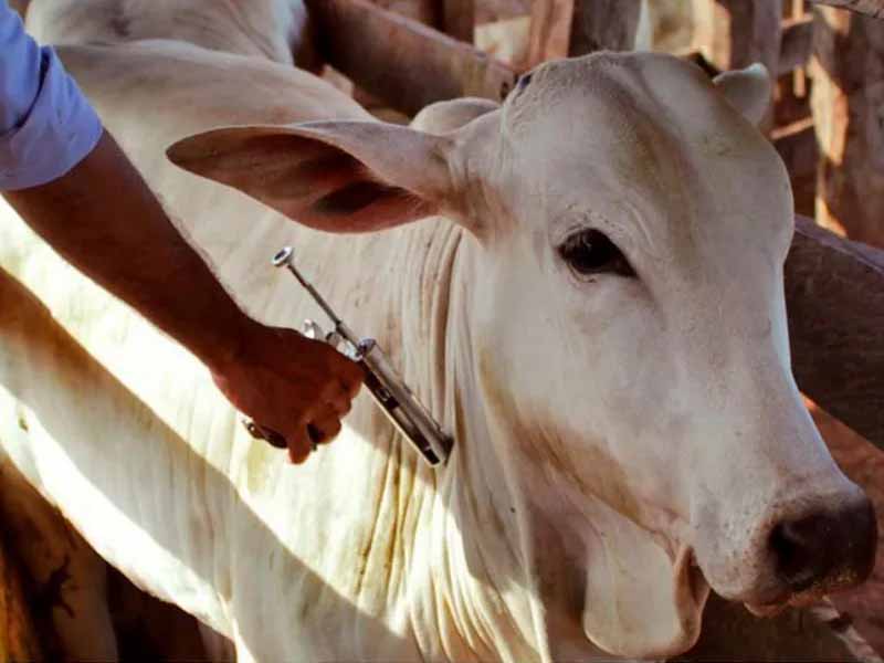 Vacinação contra febre aftosa em Juazeiro se estende até dia 31