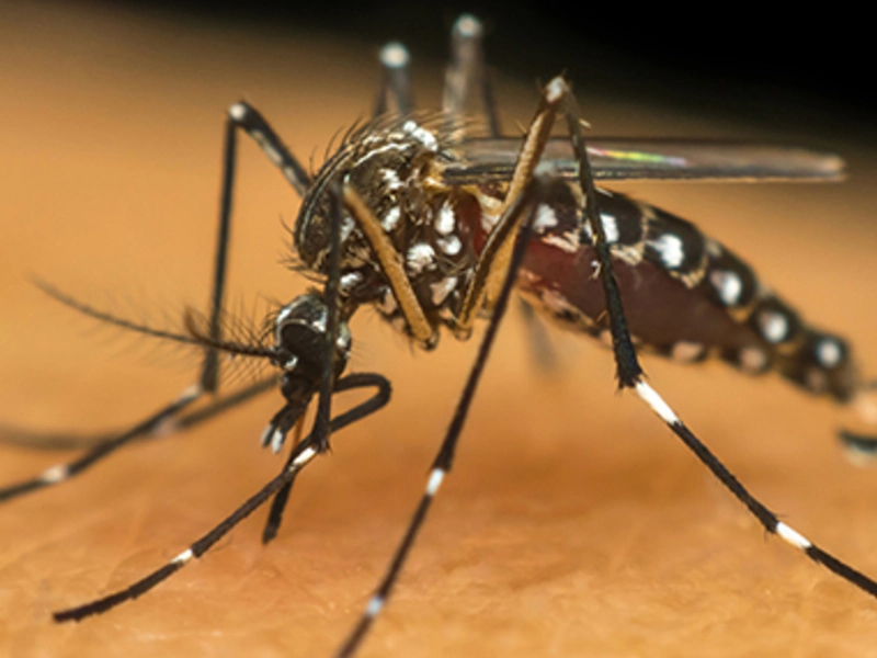 Ministério da Saúde lança campanha após aumento da dengue, Zika e chikungunya