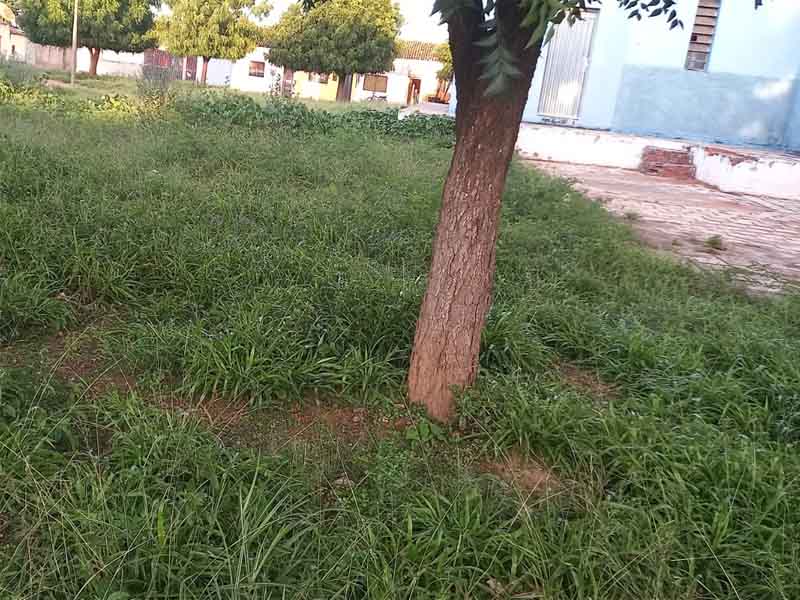 Araripe: Praça abandonada pela Prefeitura se transforma em matagal