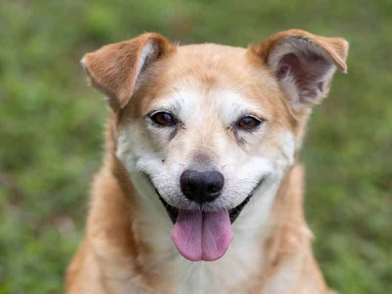 Projeto garante às vítimas de violência doméstica direito de guarda sobre animais de estimação