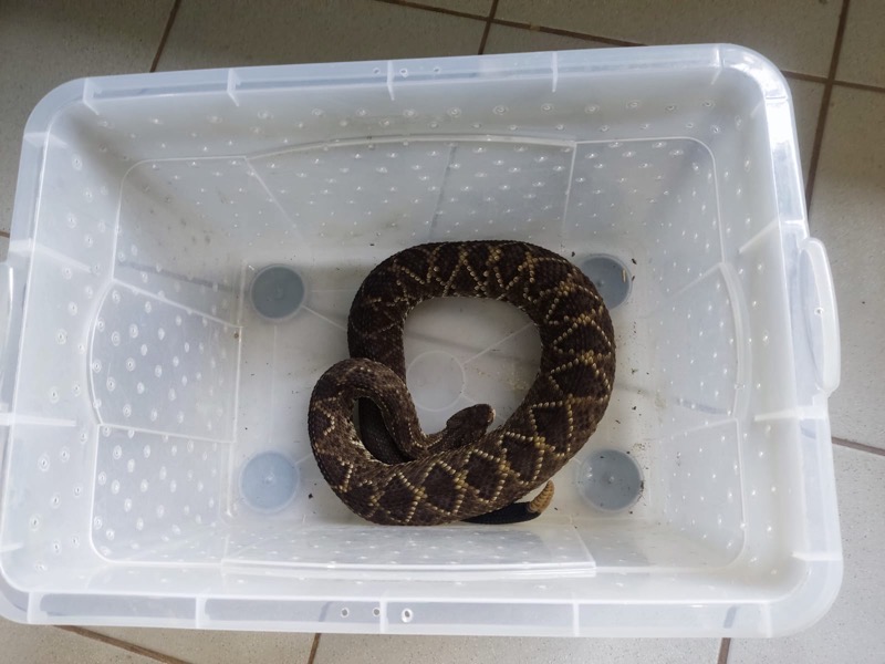 Cobra Cascavel é encontrada na garagem da Prefeitura de Altaneira