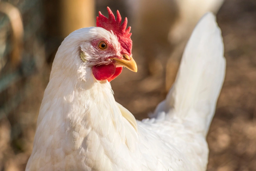Gripe aviária leva Brasil a decretar emergência zoossanitária