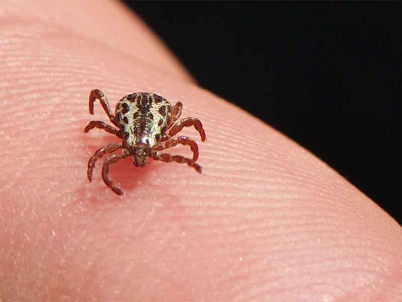 Pesquisadores buscam vacina contra a febre maculosa