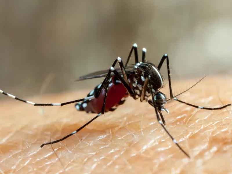Ministério da Saúde estima que vacina contra dengue esteja disponível no SUS em um ano e meio