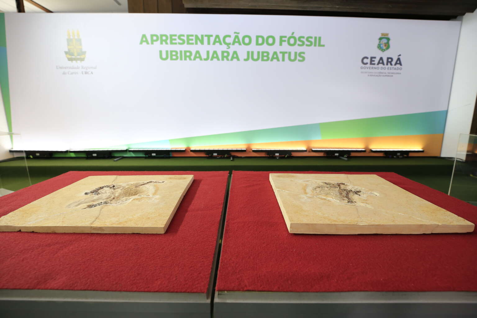 Fóssil do Ubirajara jubatus foi oficialmente devolvido ao Cariri