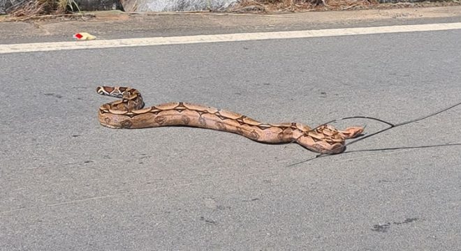Jiboia de quase 2 metros é encontrada na CE-060 entre Barbalha e Jardim