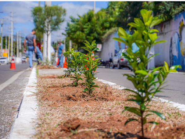 Avenida Perimetral no Crato recebe nova ornamentação especial