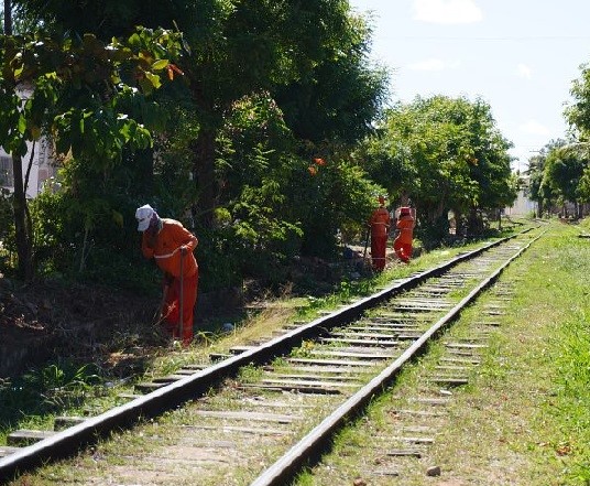 Prefeitura do Crato realiza mutirões de limpeza e poda de árvores na comunidade do Gesso