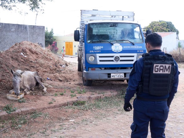 Prefeitura de Juazeiro realiza resgate de animal em abandono
