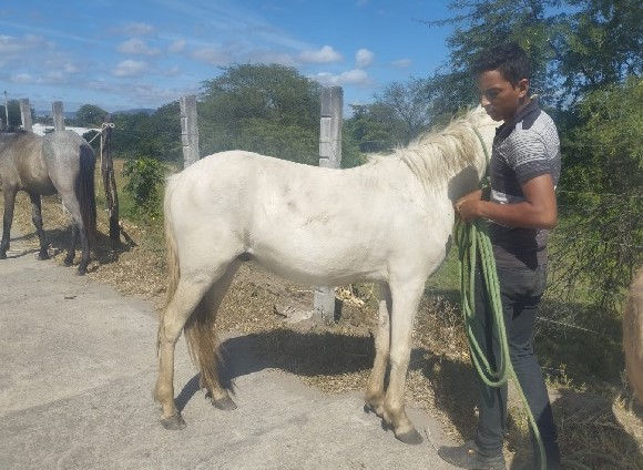 Em Juazeiro do Norte, SEAGRI intensifica campanha de captura de animais