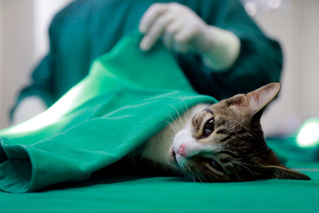 Juazeiro do Norte: período de cadastramento para castração gratuita de animais se encerra nesta sexta-feira