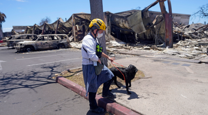 Cães trabalham para encontrar corpos que podem estar irreconhecíveis em incêndios no Havaí