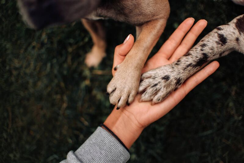 Defesa dos direitos dos animais na região do Cariri será tema de palestra do MPCE em Barbalha