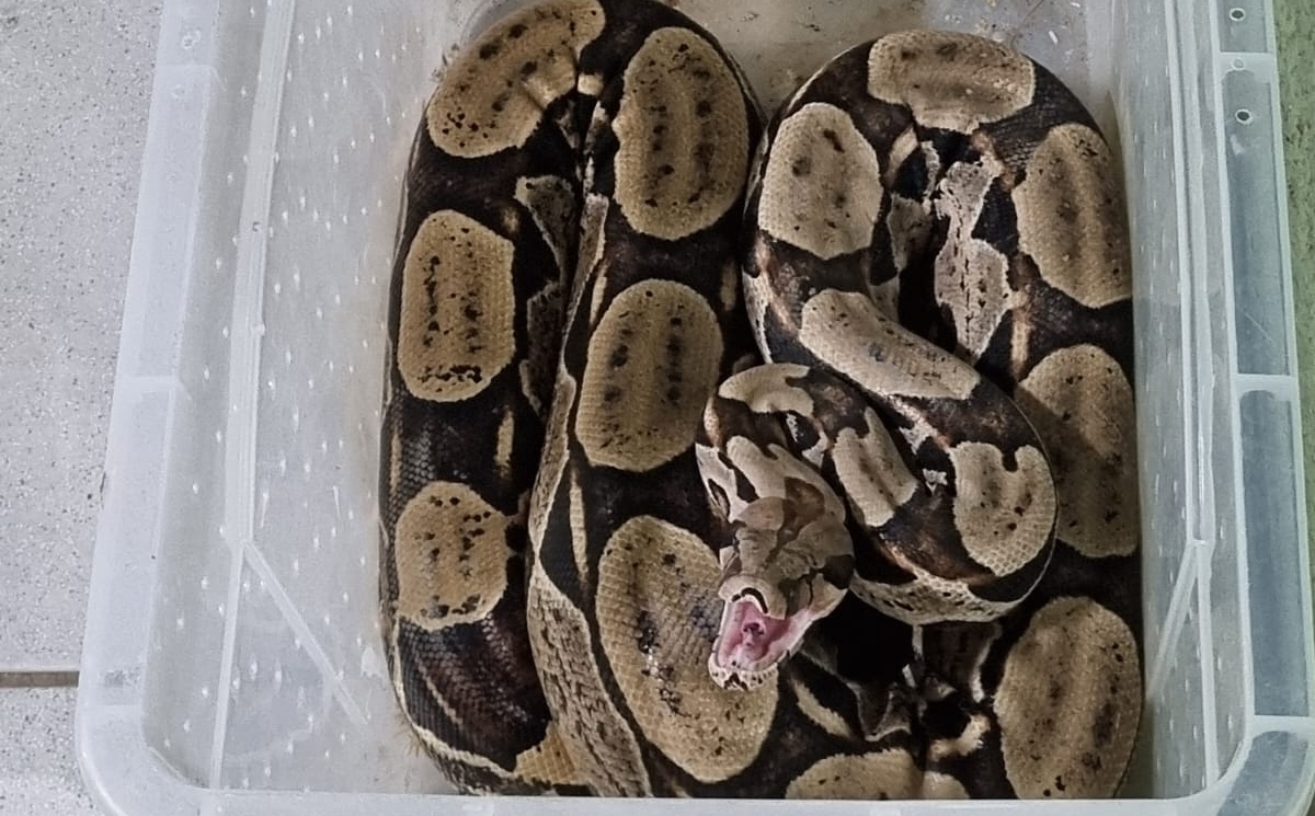 Polícia Ambiental resgata jiboia encontrada em residência no Crato
